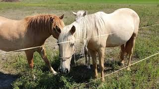 Még a lónak sem kell a parlagfű