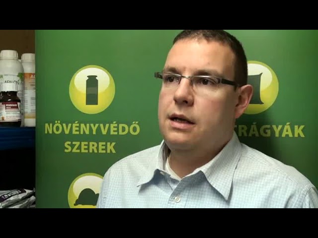 Őszibarack tafrinás betegsége