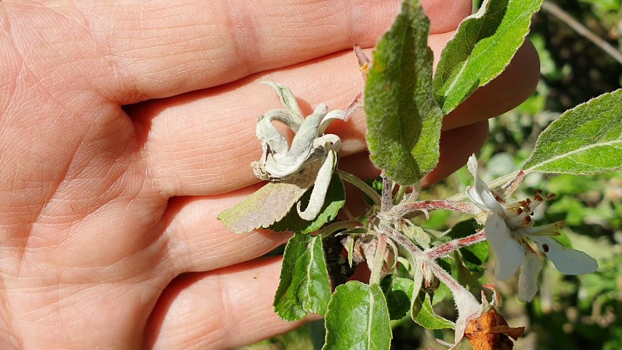 Itt az ideje a lisztharmat elleni védekezésnek