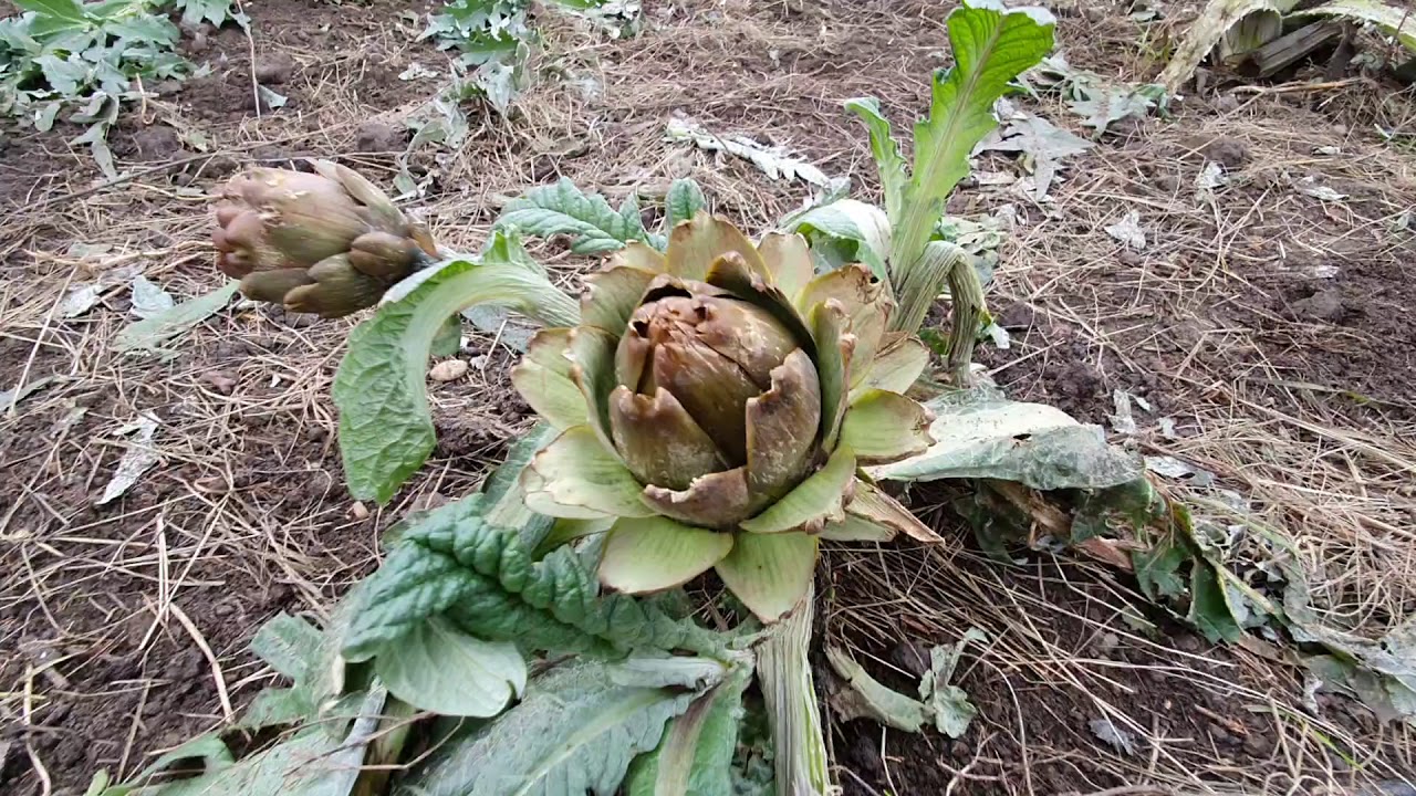 Termessz saját articsókát!