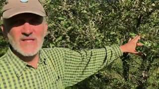 Kiskerti növényvédelem: Alma