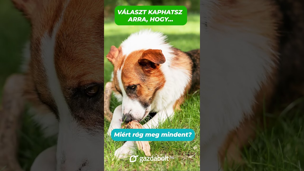 Kutya a kertben – harcmező helyett harmónia ÉLŐ WEBINÁRIUM