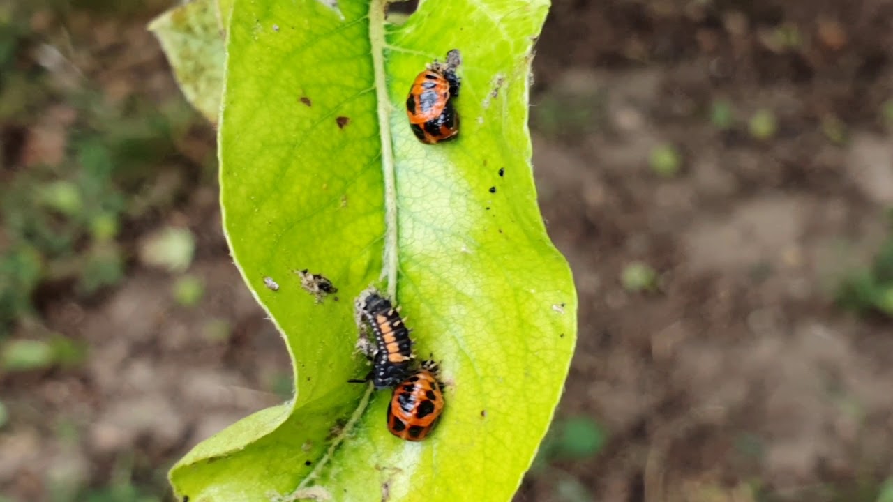 Biológiai lehetőség a levéltetvek elleni védekezésben