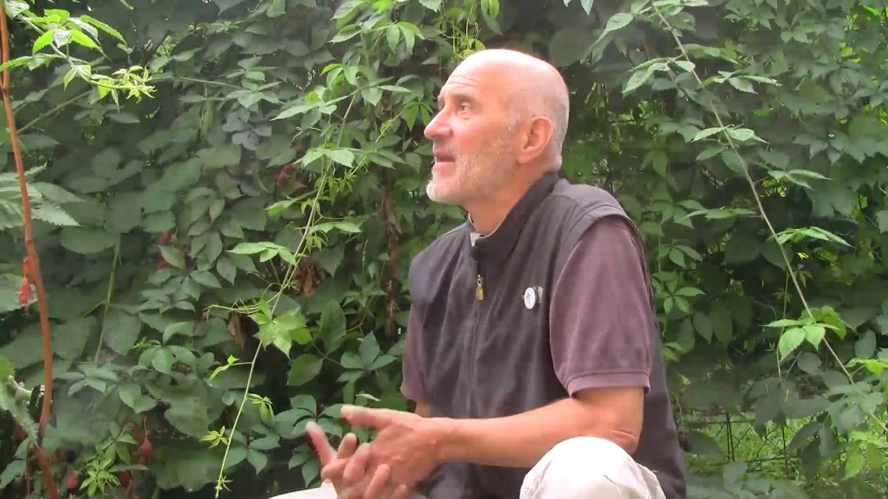 A szeder ​ szürkepenészes rothadása