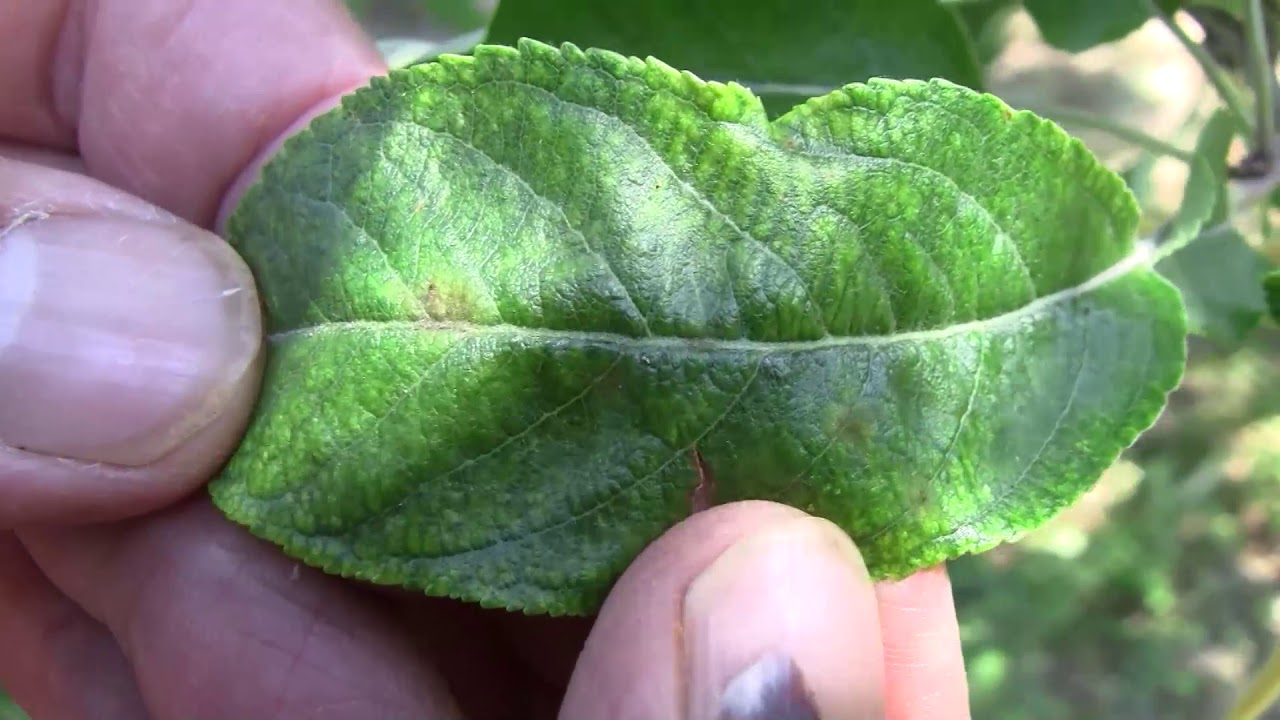 Kiskerti növényvédelem: alma