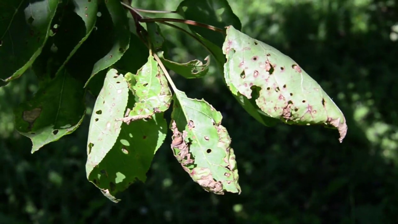 A csonthéjas (kajszi)gyümölcsfák aktuális növényvédelmi teendői