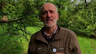 Kiskerti növényvédelem: Szilva