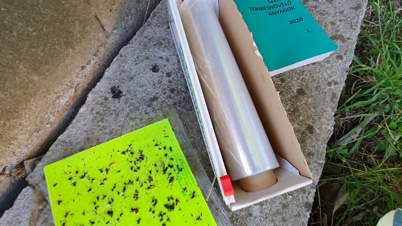 Dióburok-fúrólégy előrejelzéses és a védekezés lehetősége