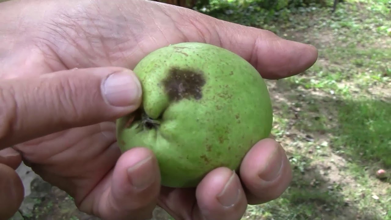 A körtevarasodás terjedése gyümölcsön