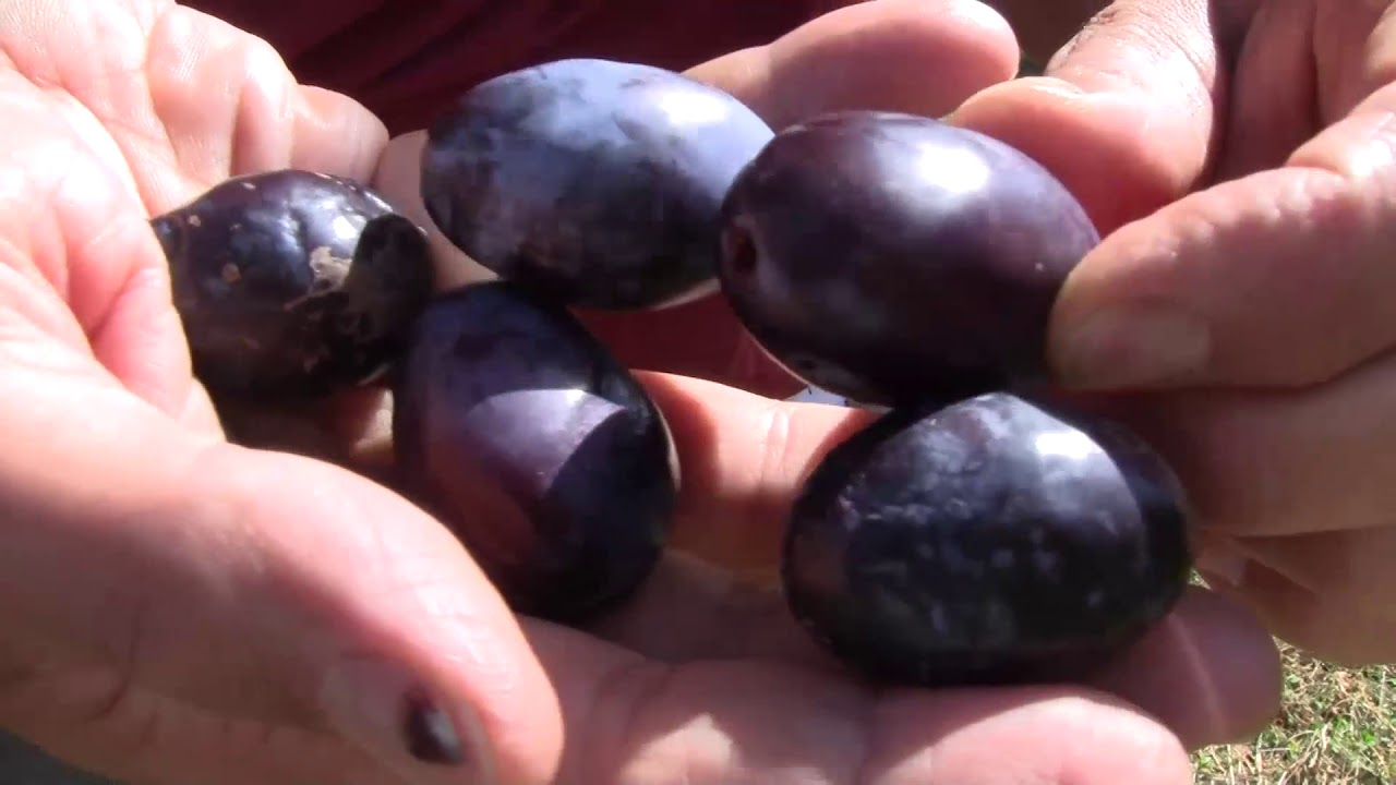 A szilvafa növényvédelmi helyzete, augusztus elején