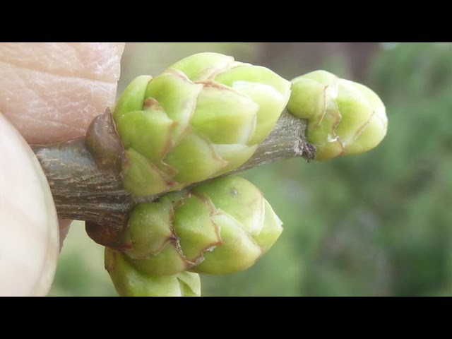 Tavaszi fagy kártétele rügyekben és a védekezés lehetőségei