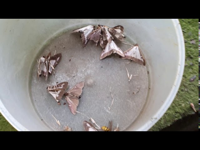 Még mindig támad a puszpángmoly