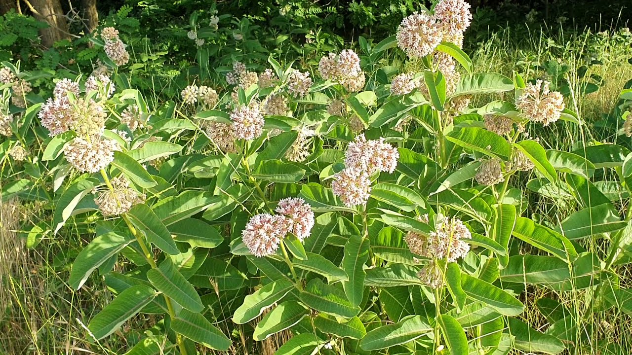 Selyemkoró, a gazdának átok, a méheknek áldás