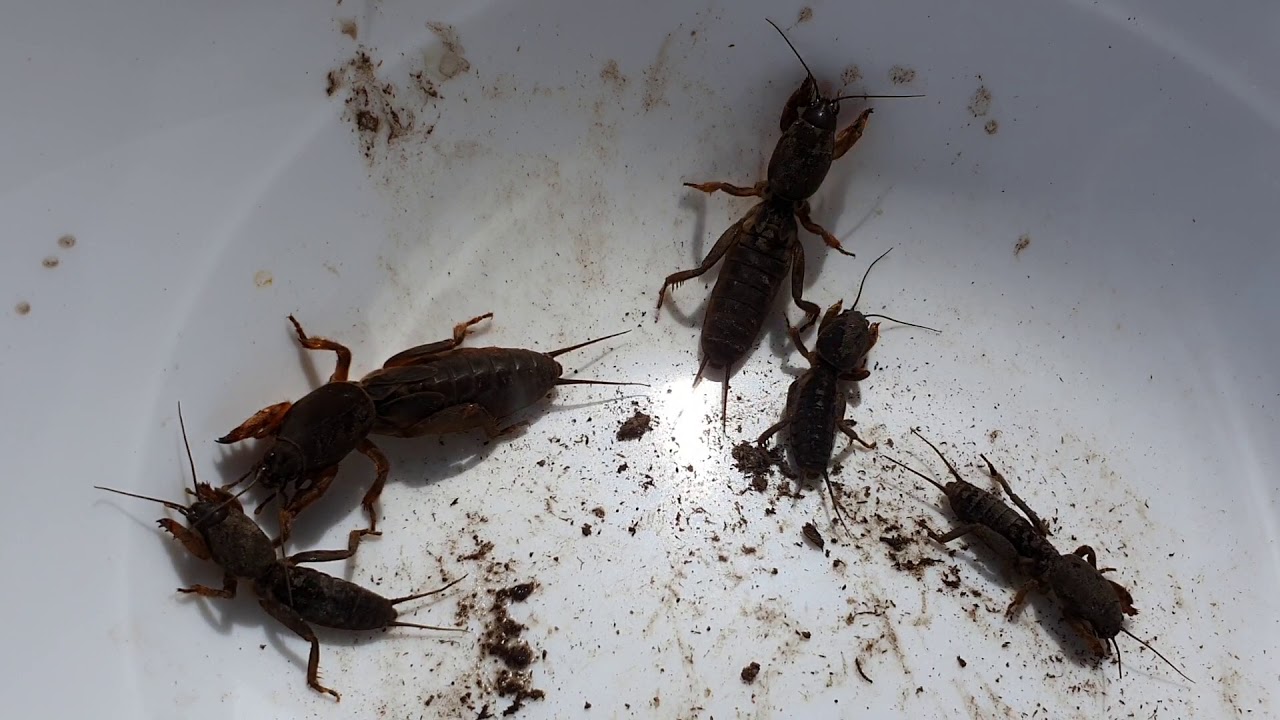 Lótücsök és az ellene való védekezés lehetősége