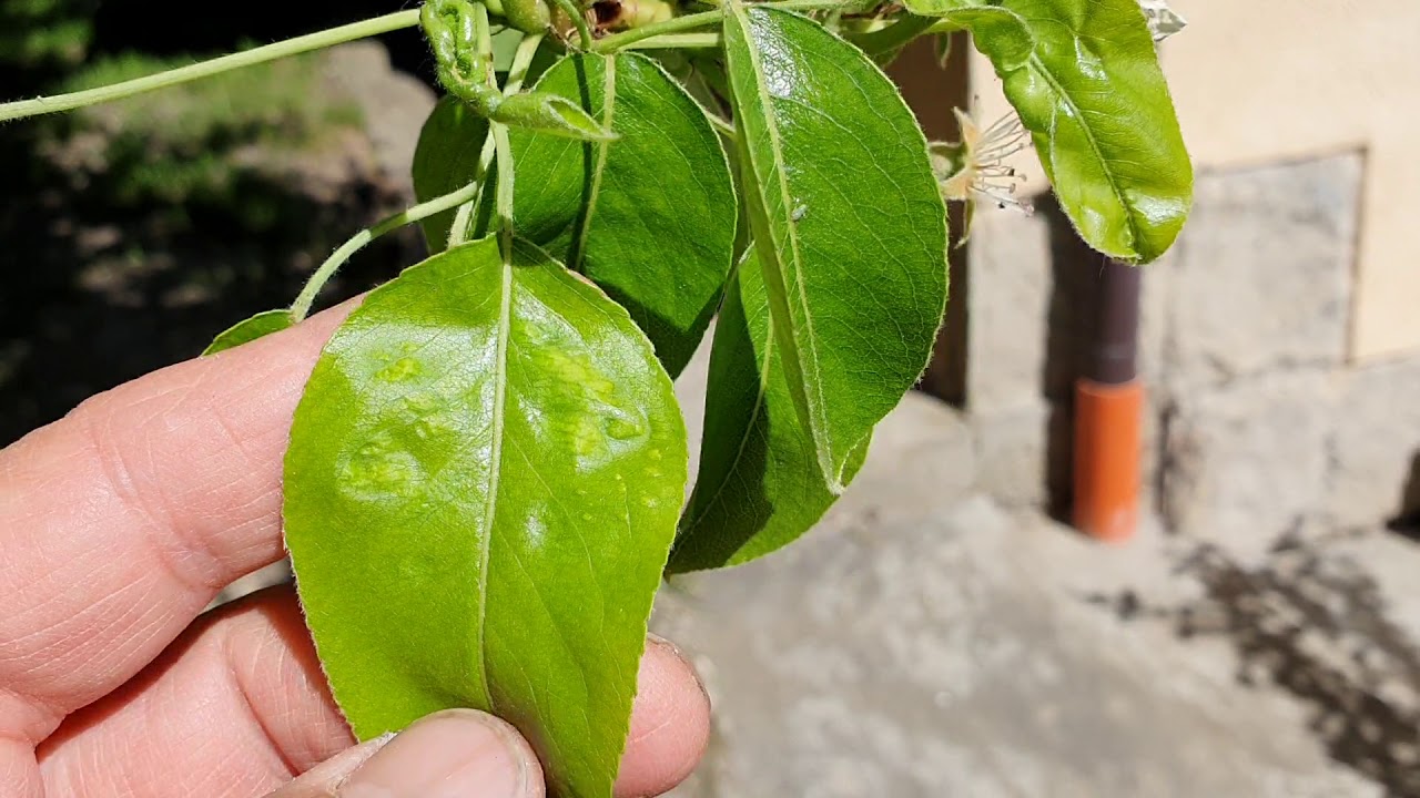 Körte atka - Zsígó György