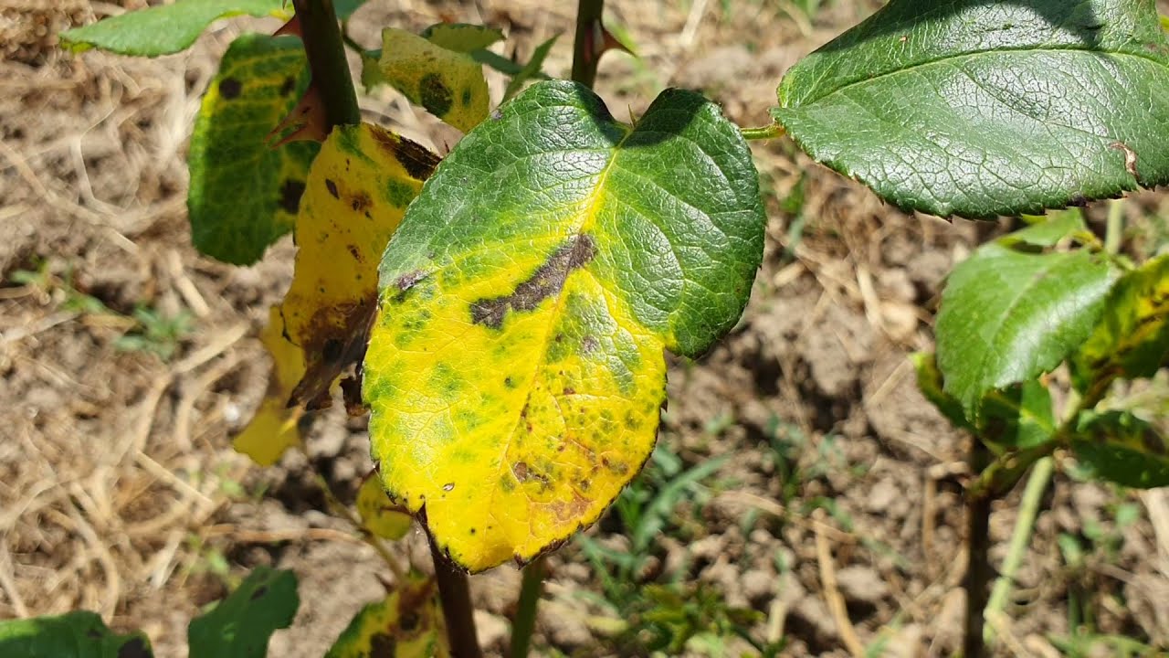 Miért fontos az ellenálló fajta választás?