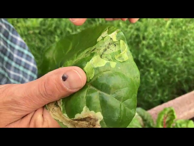 Kiskerti növényvédelem: aknázómoly kártétel a magas ágyásban