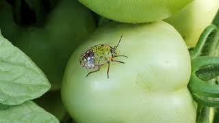 Poloska a paradicsomon