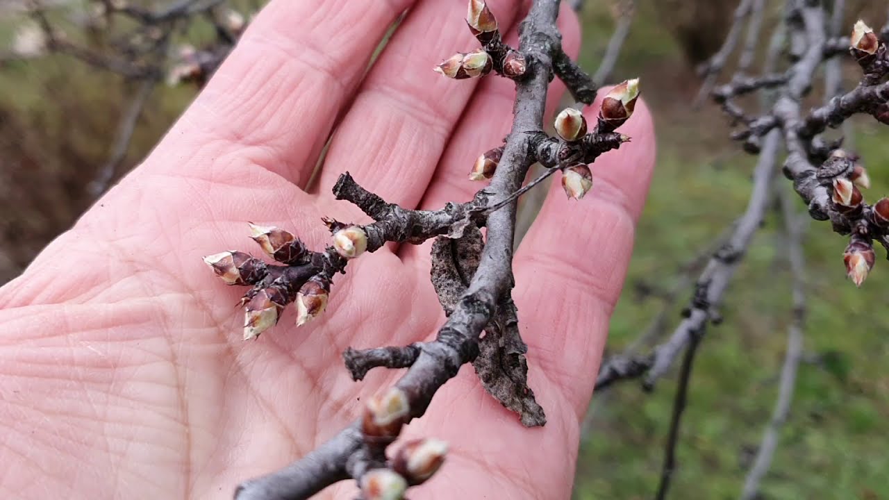 Növényvédelmi aktualitások 2021 február