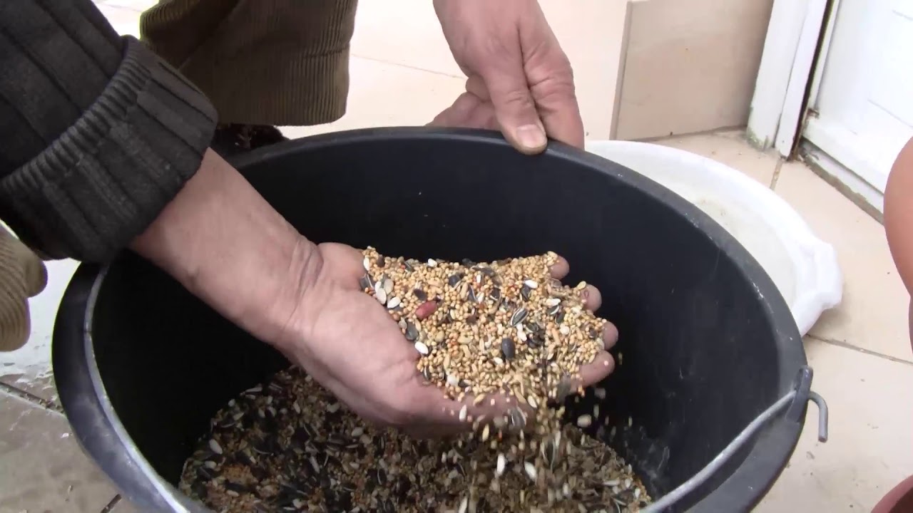 Kerti madaraink tavaszi etetése és a madárodúk tisztítása