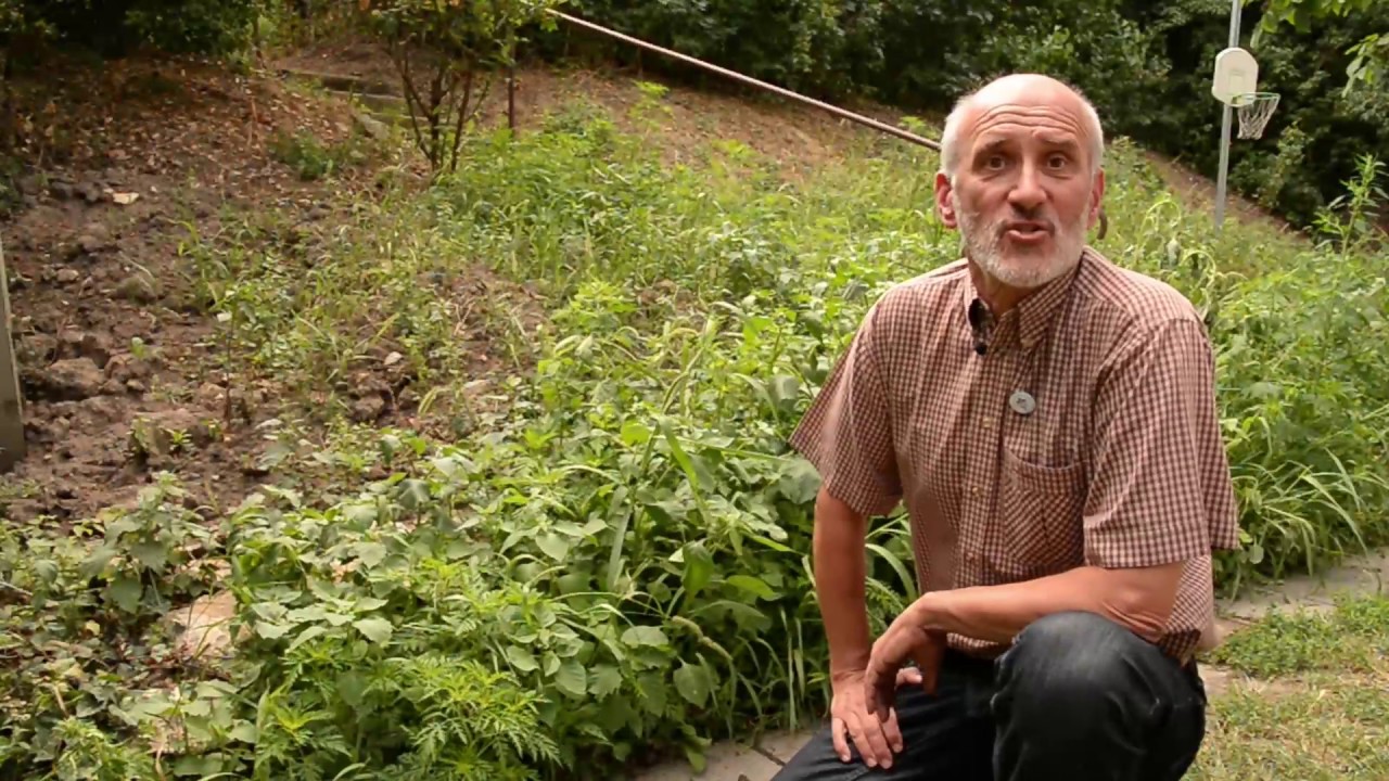 Parlagfű írtás gyepből