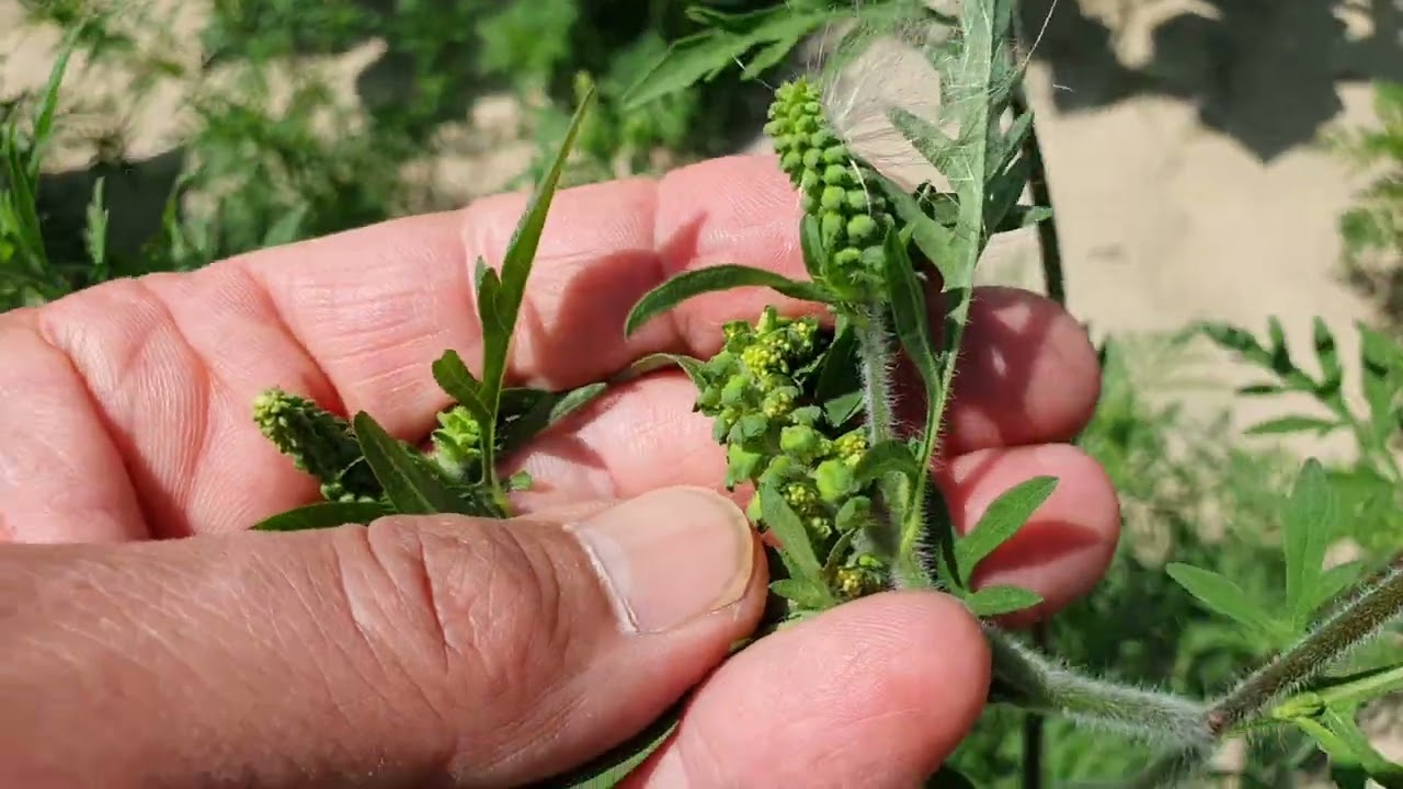 Indul a parlagfű virágzás!