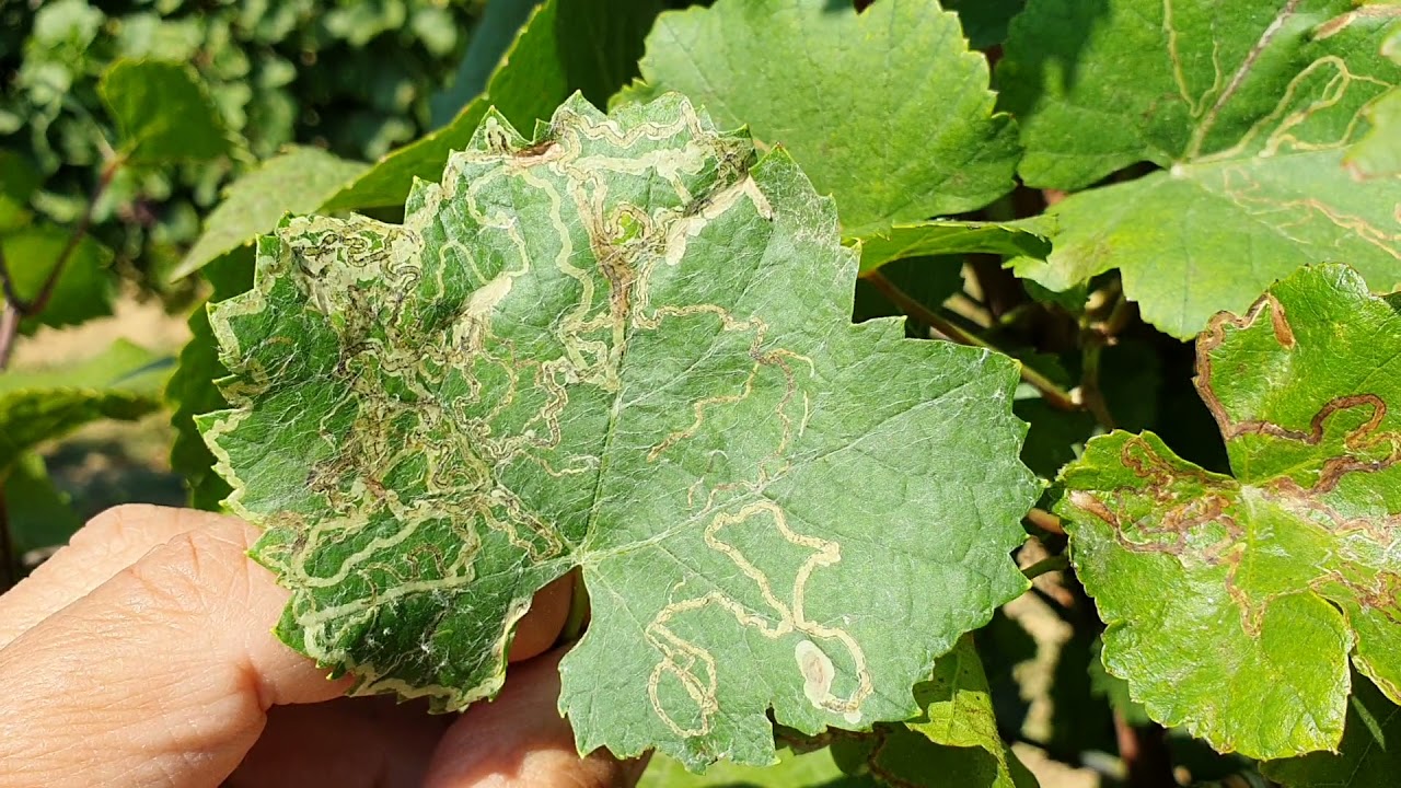 Kígyóaknás szőlőmoly kártétele