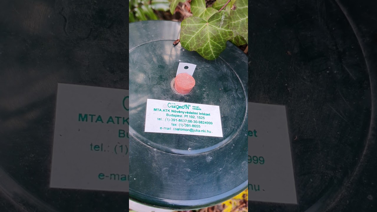 Vadgesztenye aknázó moly feromon csapda kihelyezése