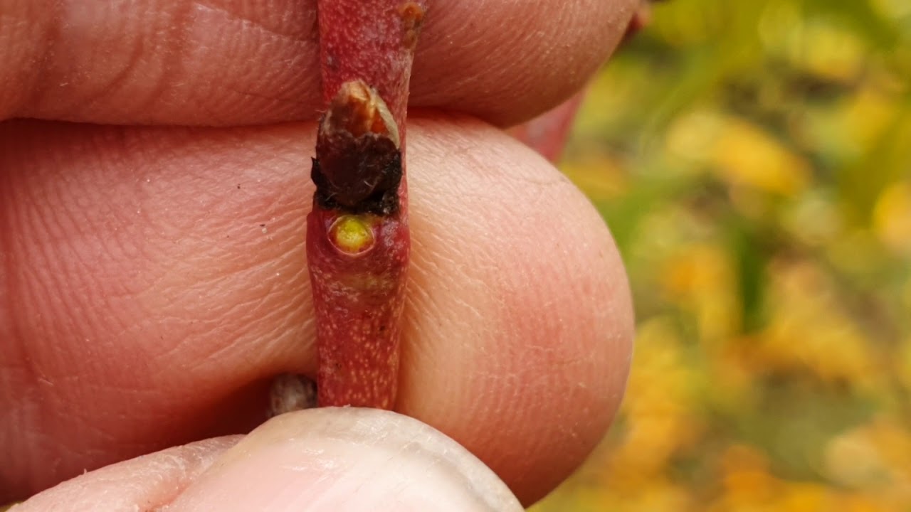 Mikor történjen az őszi lemosása a gyümölcsfáknak