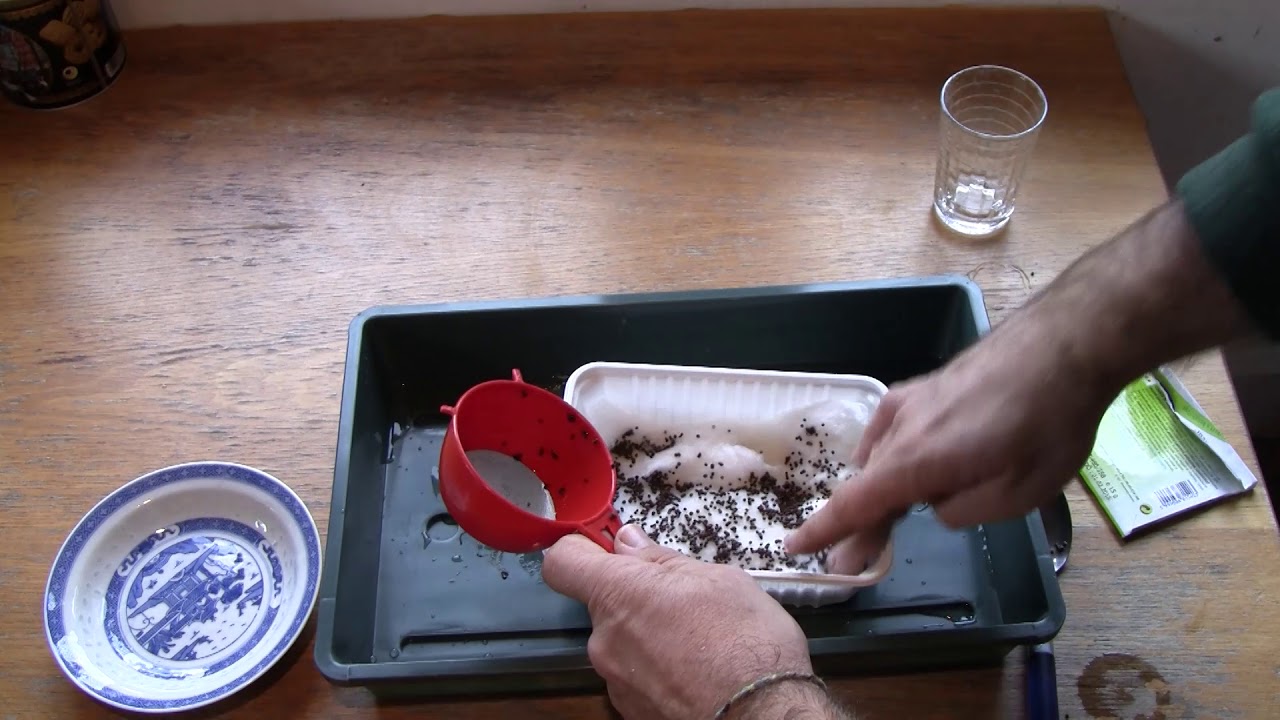 Vörös káposzta csíráztatás