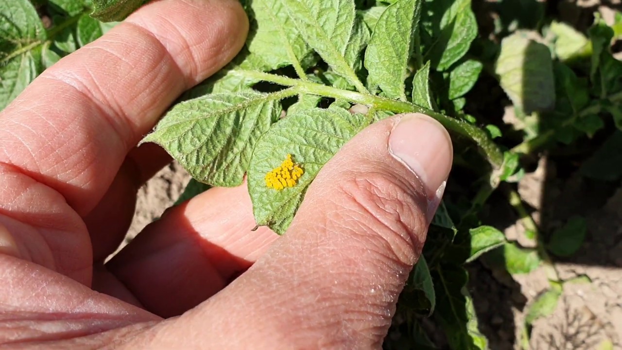Burgonyabogár megjelenése és az ellene való védekezés