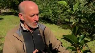 Kiskerti növényvédelem: A meggy monilia hétről - hétre