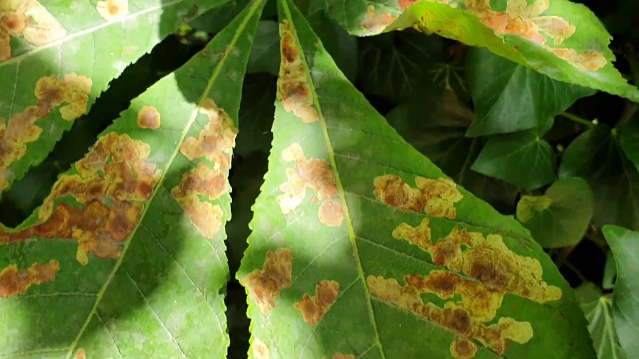 A vadgesztenyelevél-aknázómoly (2. nemzedék rajzása)