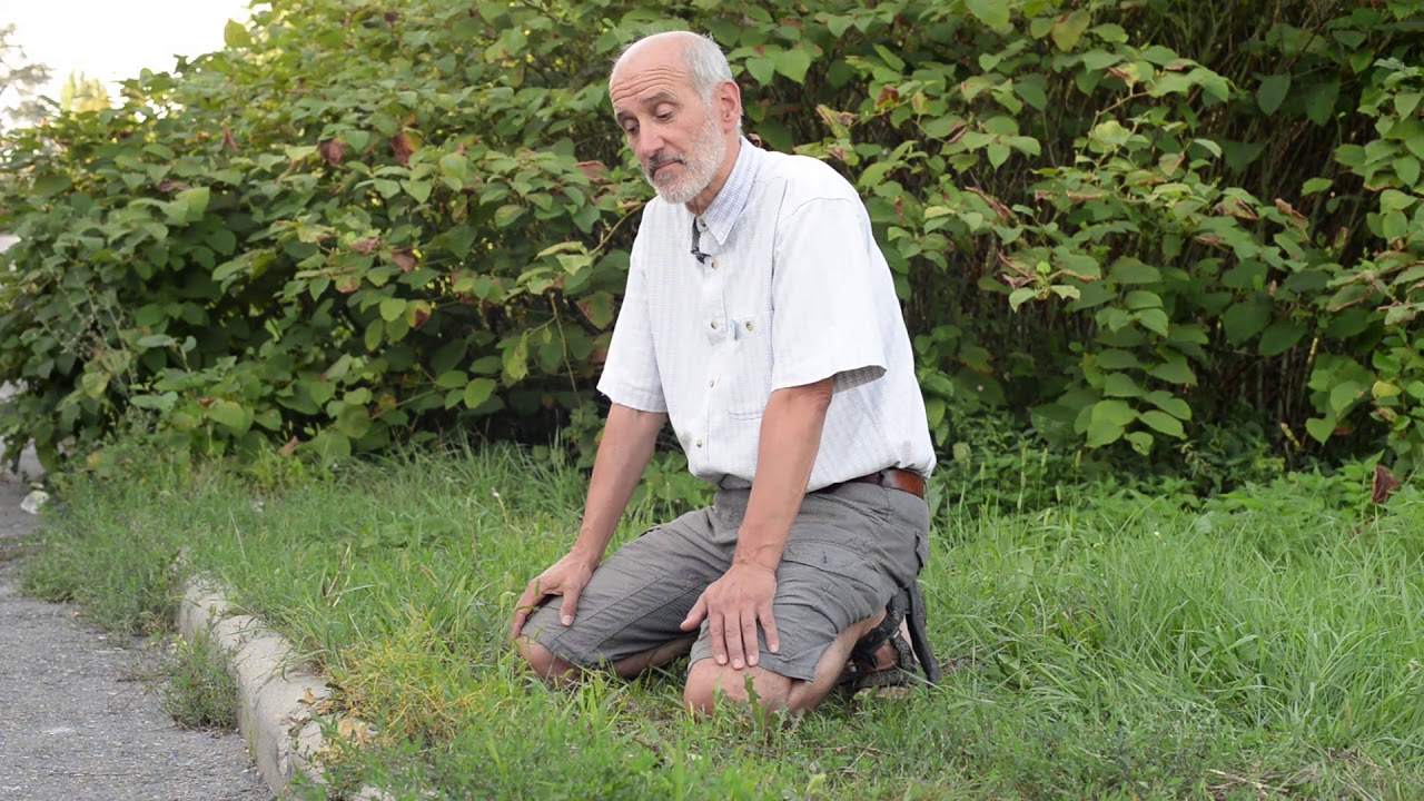 Aranka, a karantén gyom