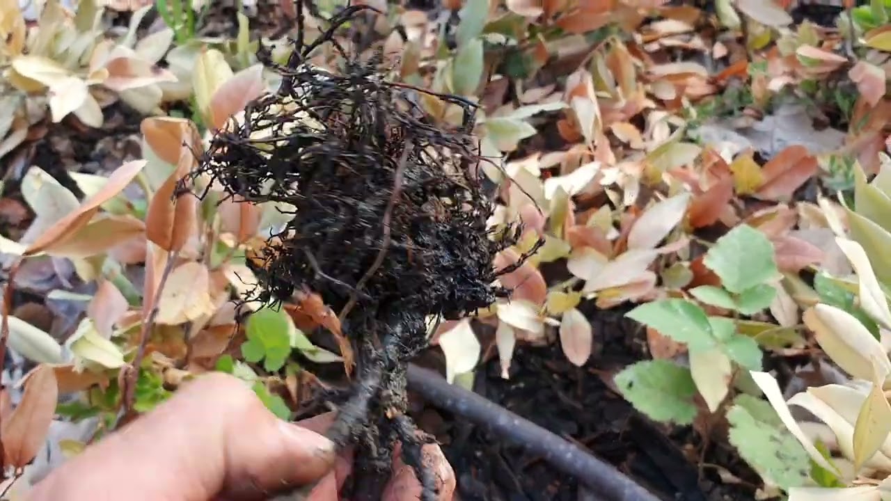 Öntözni kell, na de hogyan?