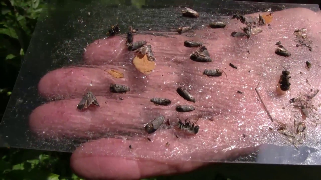 Alma: Várhatóan erős lisztharmat fertőzéssel kell szembenézzünk