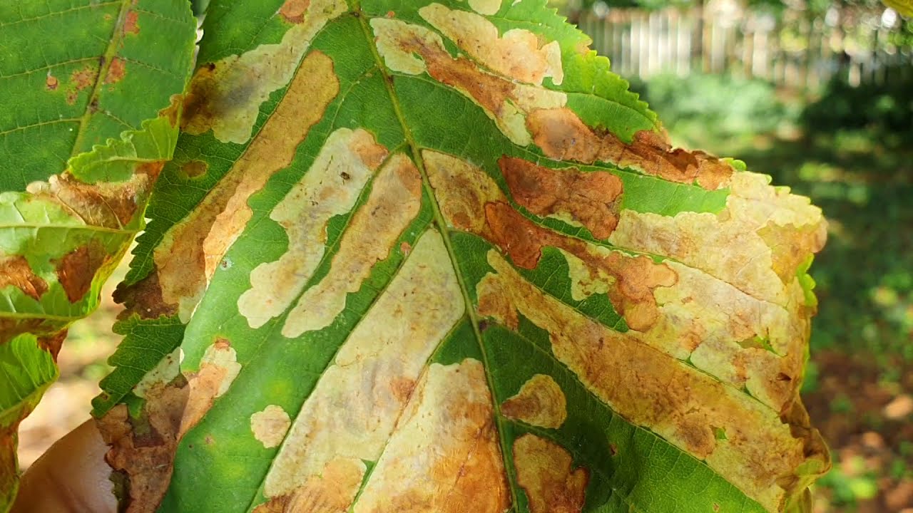Egyre jobban sárgul a vadgesztenye levele