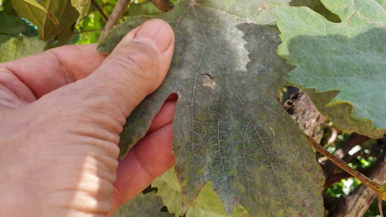 Lomblemosás szőlőn