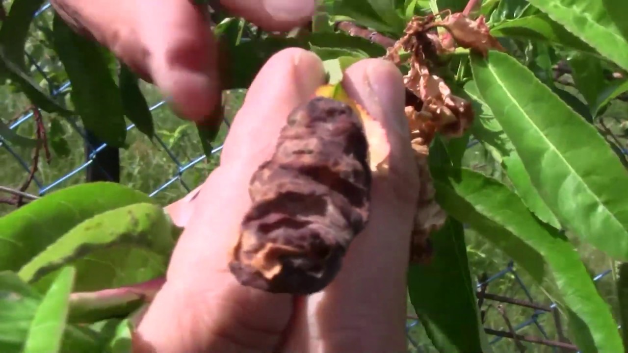 Kiskerti növényvédelem: az őszibarack