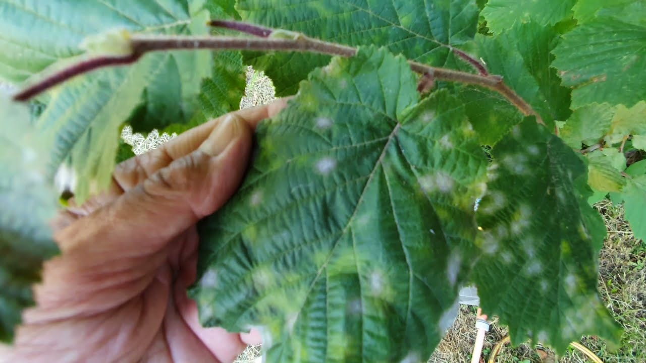 Lisztharmat fertőzés a mogyorón