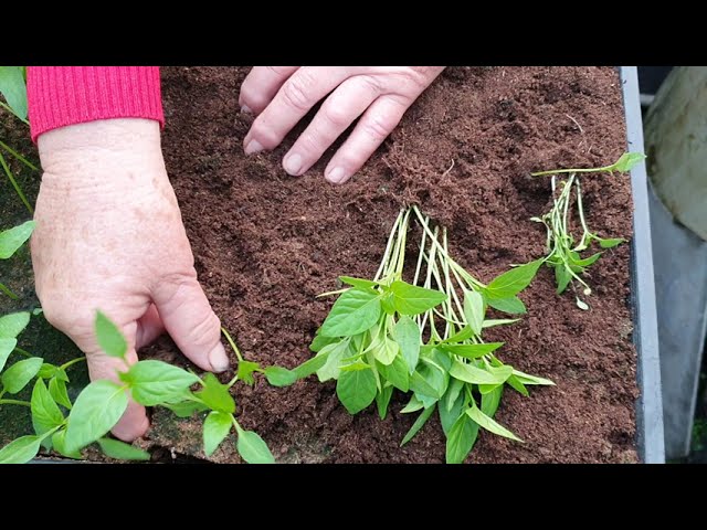 Palánta nevelés a gyakorlatban