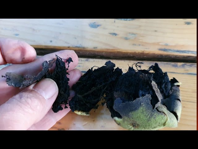 Dióburok-fúrólégy a dísznövényeken is.