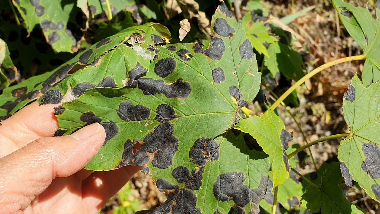 Juhar tintafoltossága