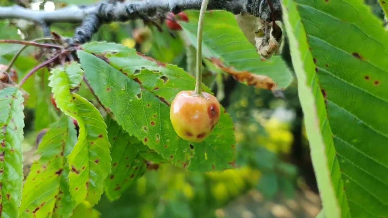 Erős gomba támadás a cseresznyéken és meggyeken