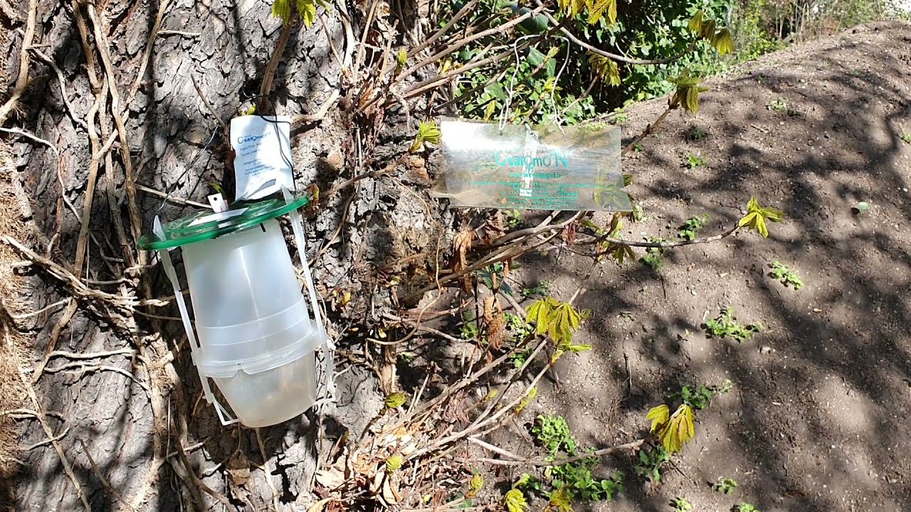 Indul a rovarkártétel előre jelzés