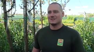 Facsemeték törzsvédelme