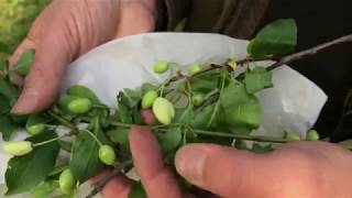 Kiskerti növényvédelem: Őszibarack