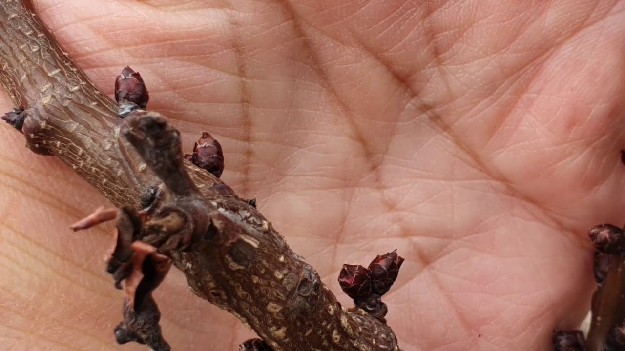 Sérültek-e a megpattant rügyek a lehűlésben?