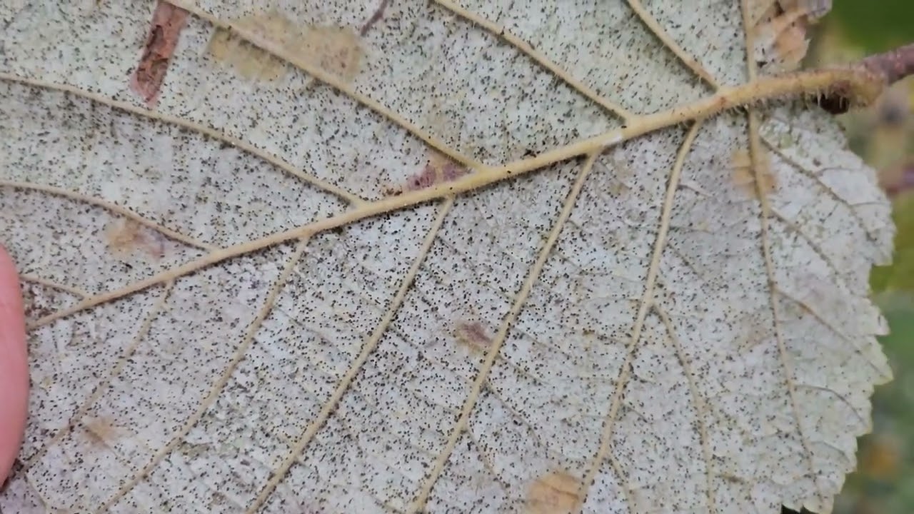 A mogyoró károsítói