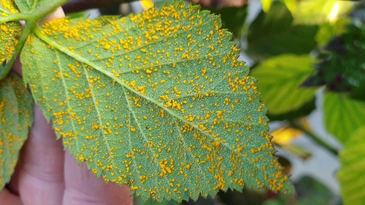 Szederrozsda ősszel